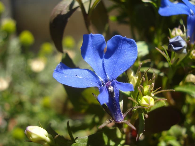 Electric blue lobelia flower with spread petals in sunlight, featuring a blurred green garden background.