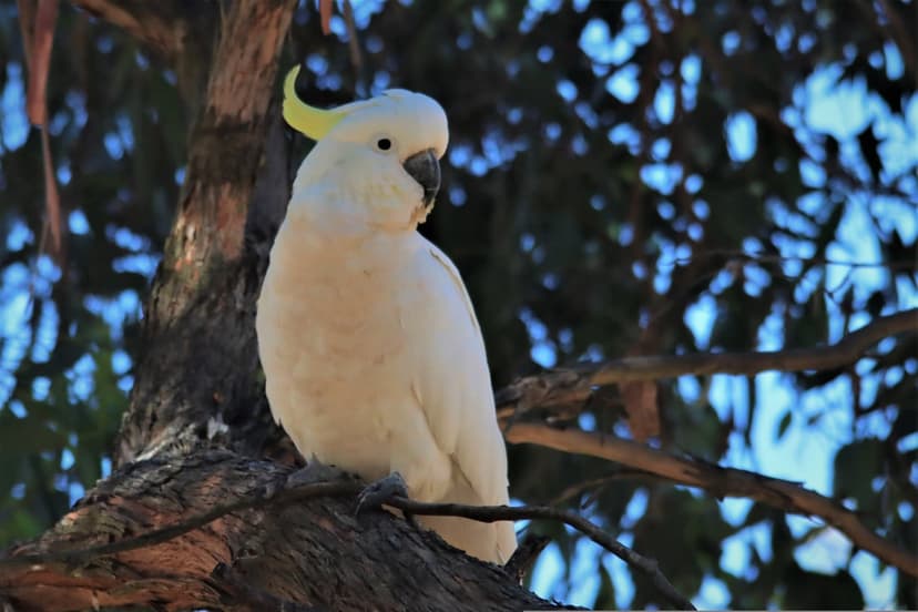 Sulphur-crested cockatoo with a yellow crest sits on a branch against a blurred green and blue outdoor background.