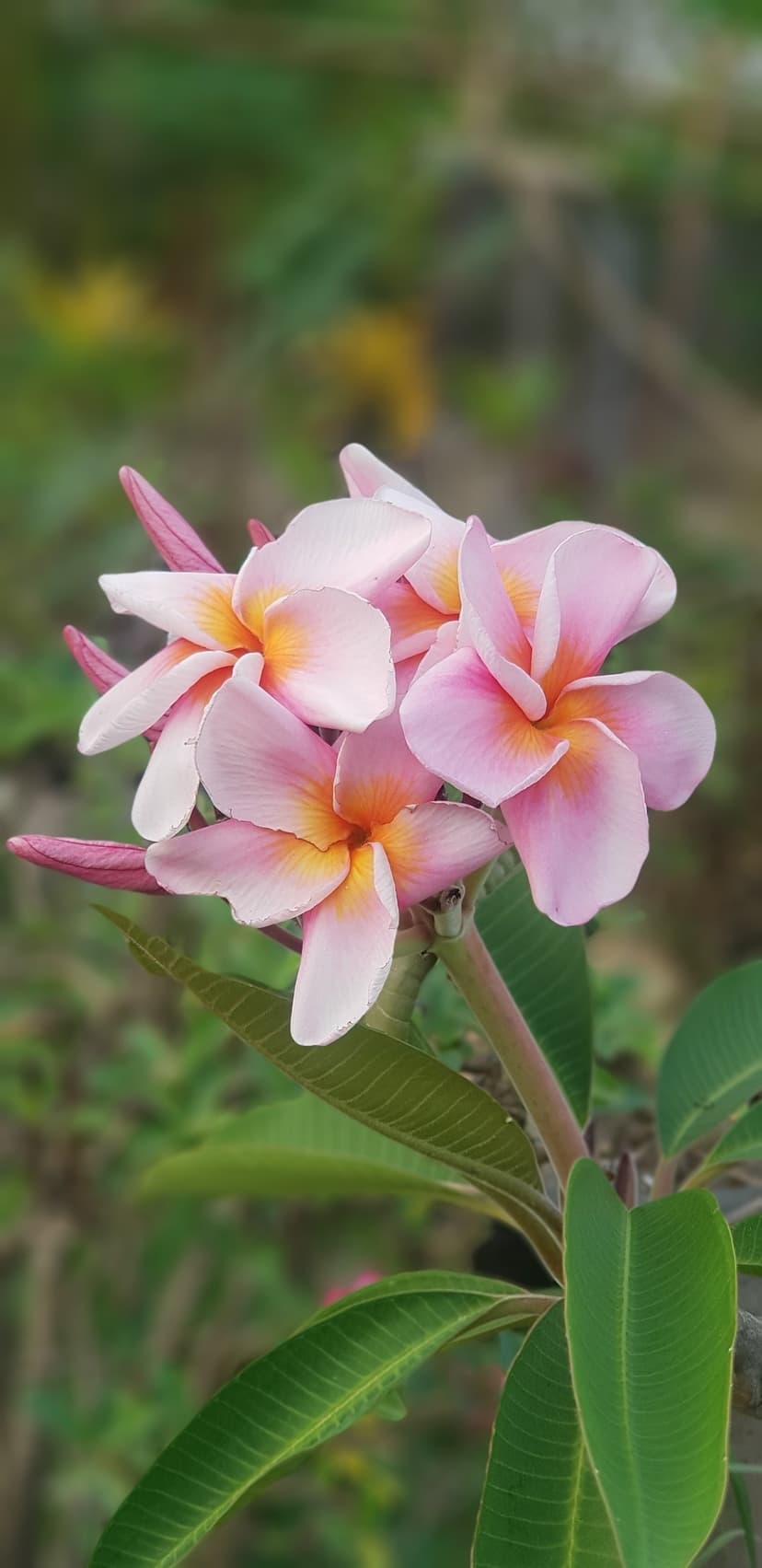 Pink frangipani blossoms with yellow centers cluster against a blurred green leaf background in soft sunlight.
