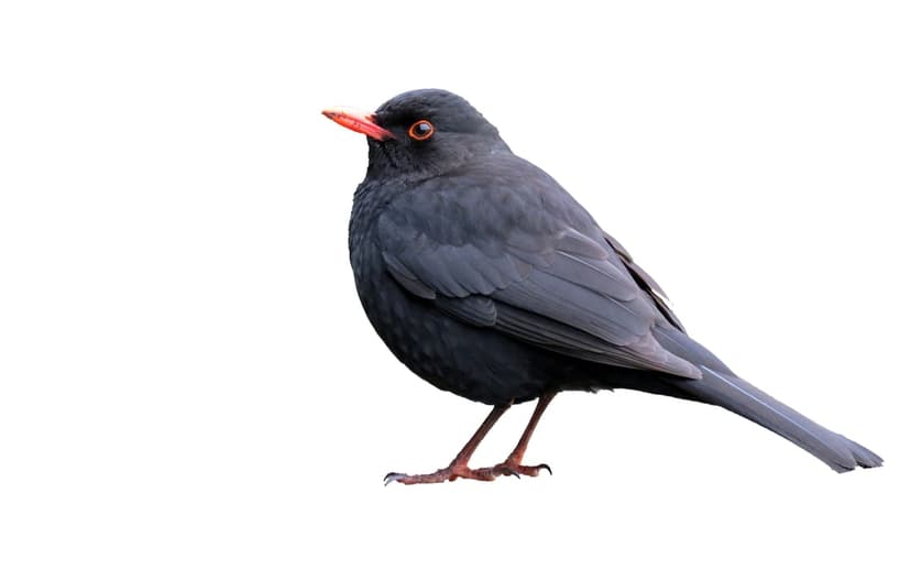 Blackbird with dark feathers and a bright orange beak stands in profile against a solid white background.
