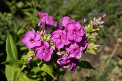 Vibrant Purple Phlox Flowers in Garden Sunlight