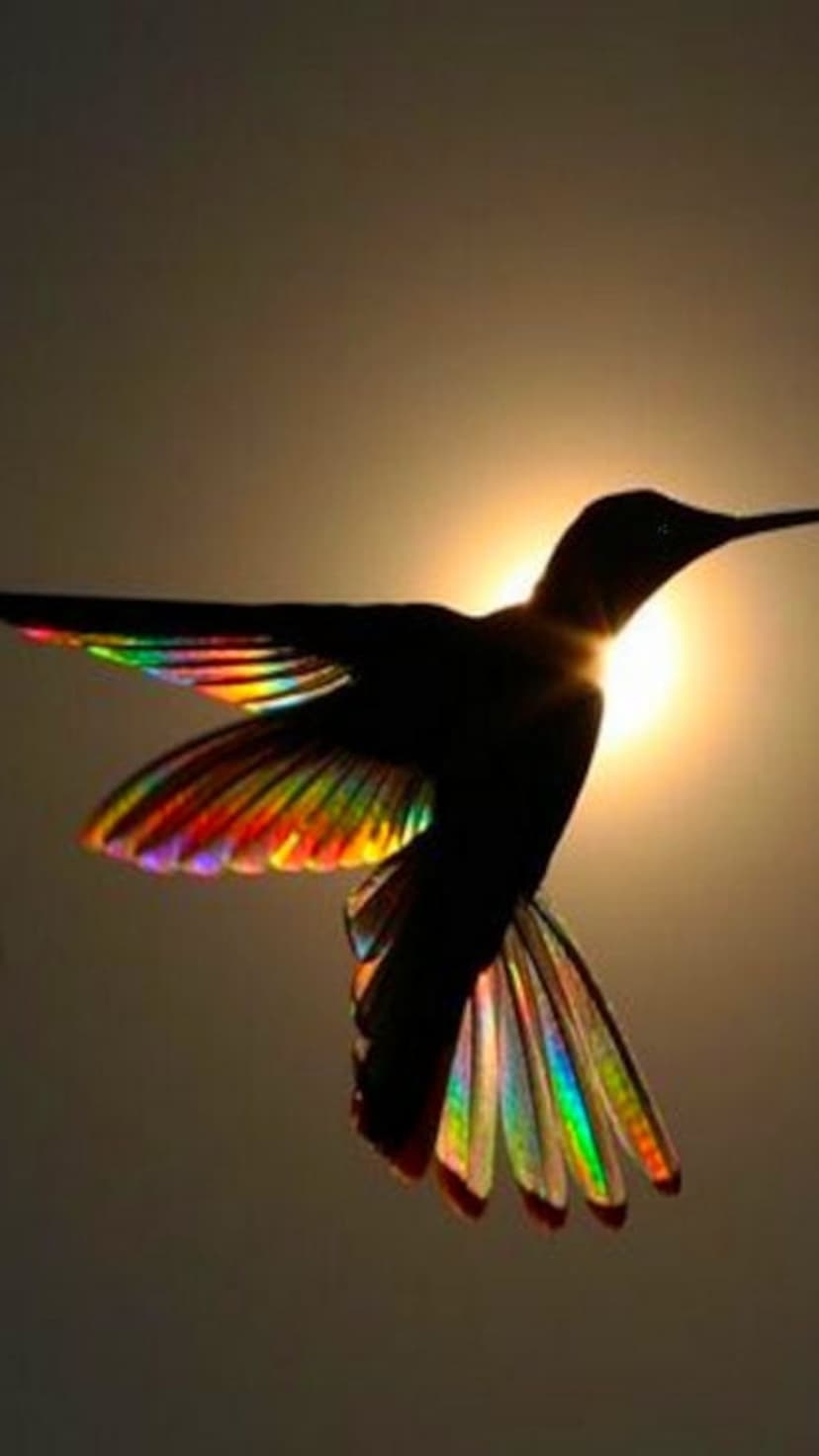Hummingbird silhouette with rainbow light refracting through its wings against a bright white and yellow sun.