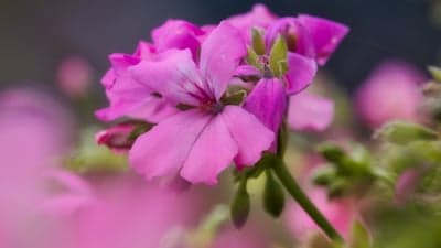 Velvety Pink Geranium Macro Flower Mobile Background