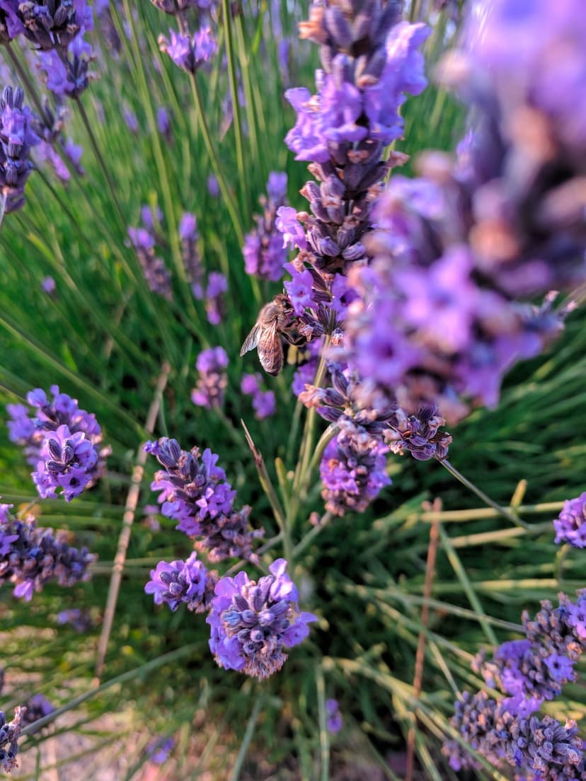 Fuzzy honeybee pollinating a purple lavender flower under soft morning sunlight against a green bokeh background.