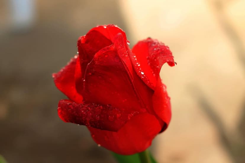 Red rose petals covered in sparkling water droplets under soft golden light with a blurred green background.