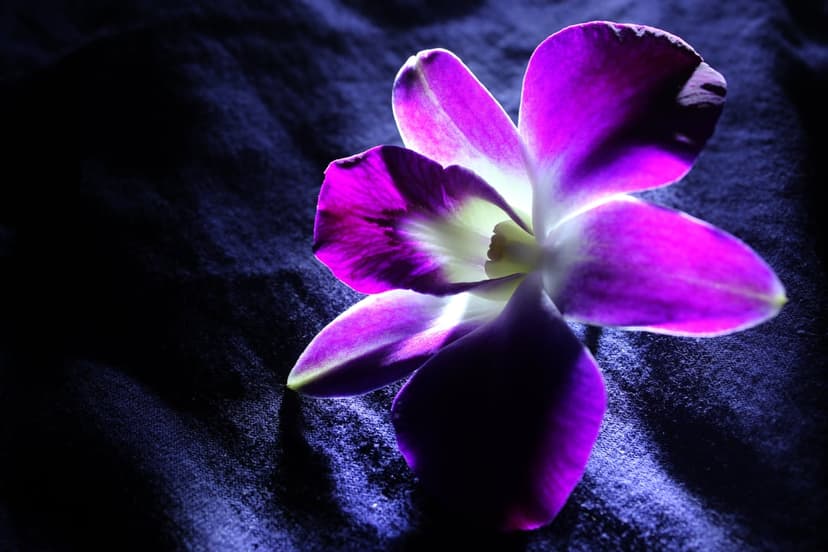 Purple orchid with backlit translucent petals resting on a dark charcoal textured surface with soft shadows.
