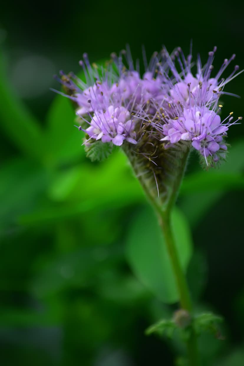 Purple Phacelia wildflower with feathery stamens against a blurred green meadow background in a macro close-up.