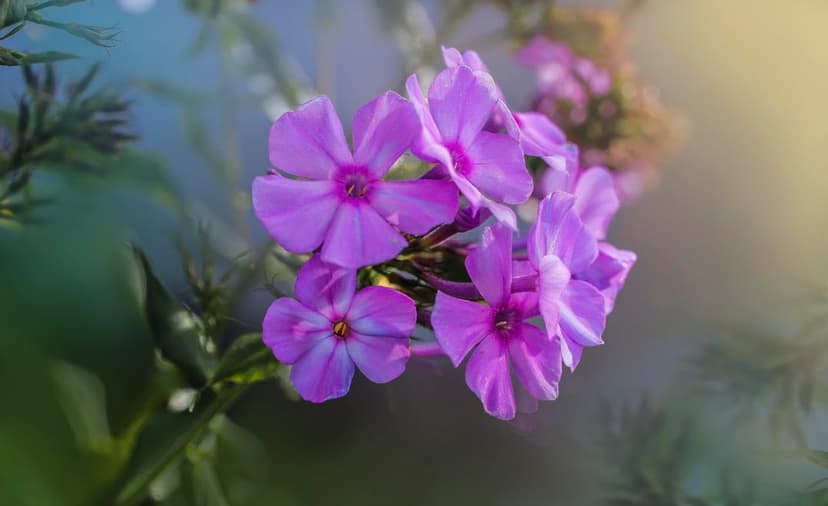 Purple phlox flowers with detailed petals glow under soft sunlight against a blurry green and blue background.