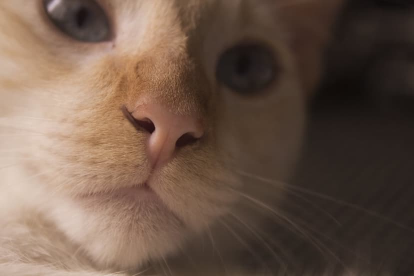 Ginger cat face featuring bright blue eyes, long white whiskers, and a pink nose in a soft-focus close-up shot.