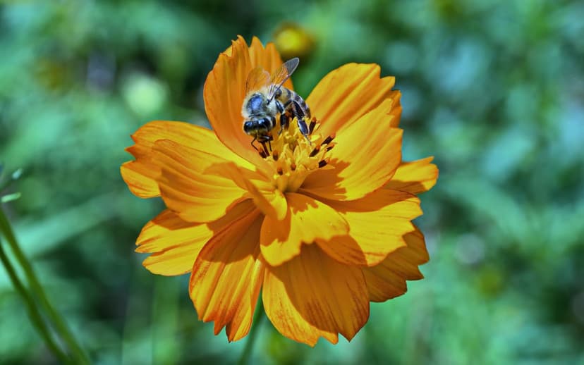 Honeybee covered in yellow pollen crawls across the center of a bright orange cosmos flower with a soft background.