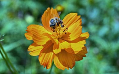 Macro Bee Pollinating Orange Cosmos Tablet Background