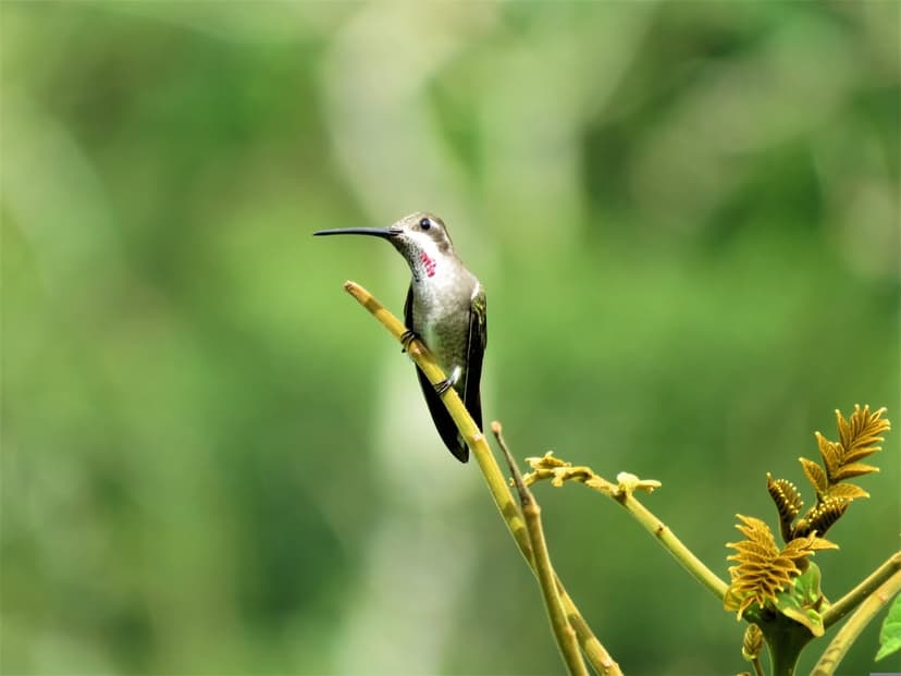 Ruby-throated hummingbird with a dark bill perches on a thin green stalk against a blurred forest background.