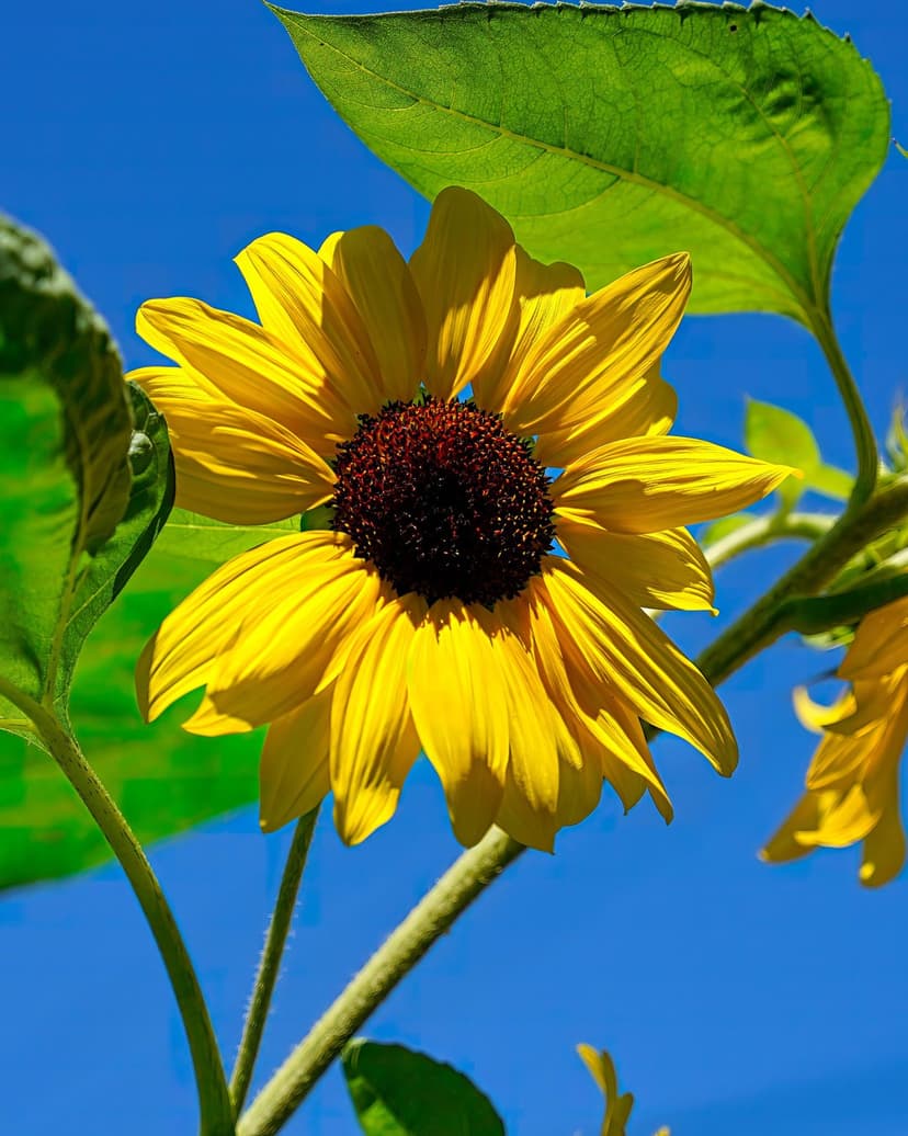 Yellow sunflower with a dark center and green leaves stands against a clear blue sky under bright summer sunlight.