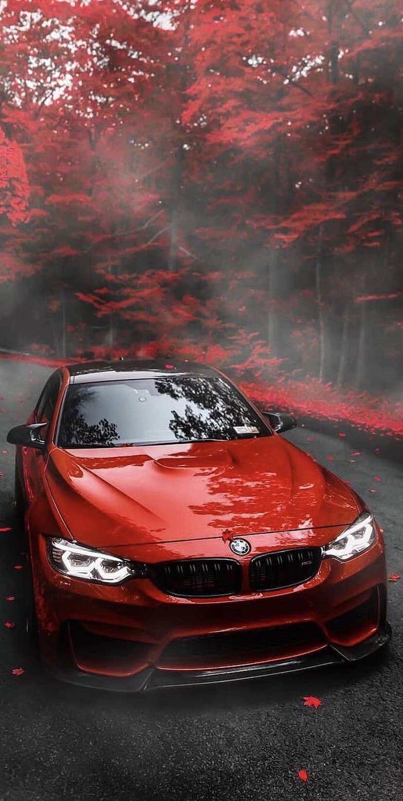 Red BMW M4 sports car parked on a wet forest road covered in fallen autumn leaves under a light misty fog.