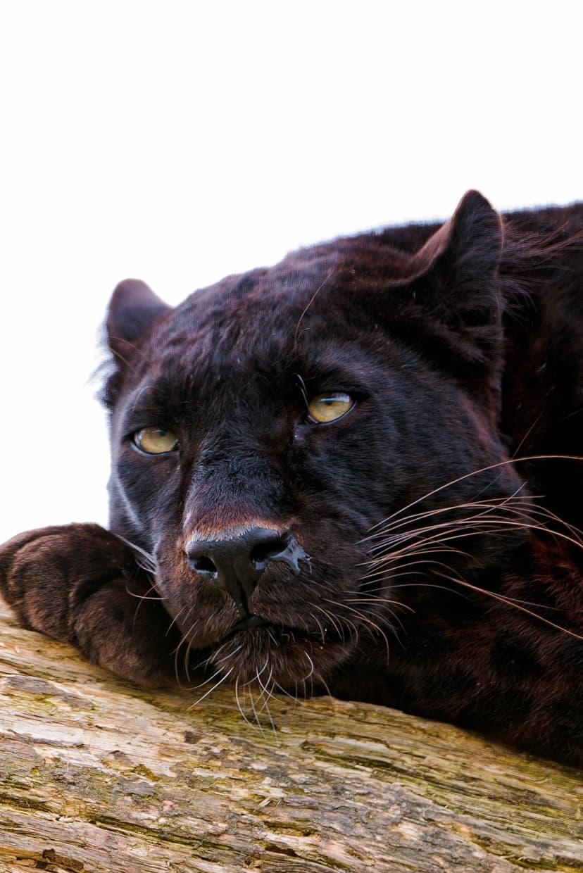 Black panther with piercing yellow eyes rests its head on a weathered wooden log against a stark white background.