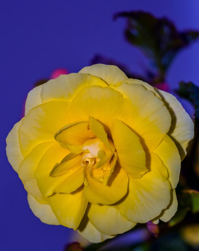 Bright yellow begonia blossom featuring delicate ruffled petals contrasted against a deep navy blue background.