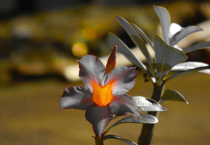 Desert Rose flower with a fiery orange center and pale grey petals set against a blurred golden background.