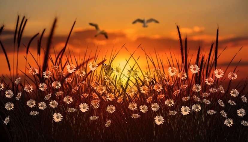 Seagulls flying above a field of white wildflowers and tall grass under a golden orange sunset sky.