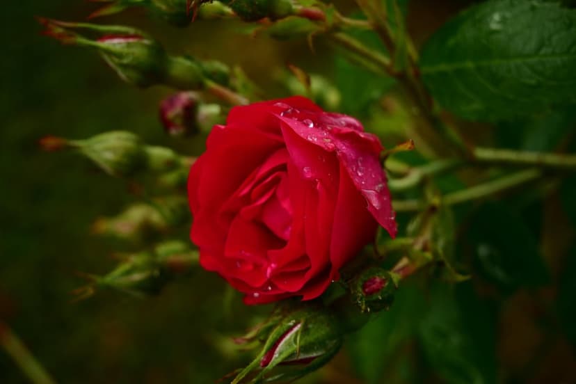 Red rose petals covered in clear water droplets with green flower buds blurred in the dark garden background.