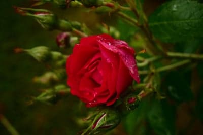 Dewy Crimson Rose Macro Vertical Phone Background