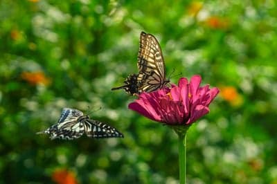 Swallowtail Butterfly and Pink Flower Mobile Wallpaper
