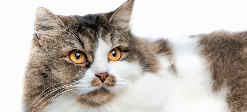 Fluffy tabby and white cat face with amber eyes, long white whiskers, and a pink nose on a plain white background.