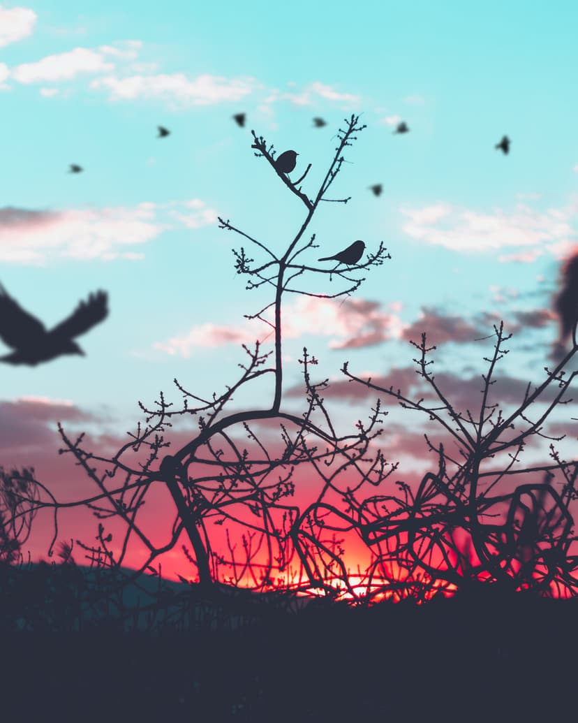 Flocking birds and leafless tree branches appear as dark silhouettes against a pink and orange twilight sky.