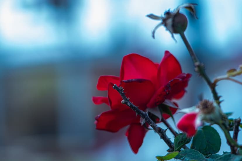 Deep red rose flower with velvety petals in front of a blurred blue background with green leaves and seed pods.