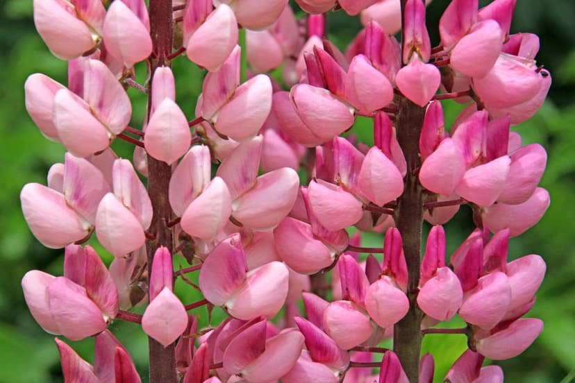 Pink lupine flower spikes show intricate petals against a blurred green meadow background in a vertical view.