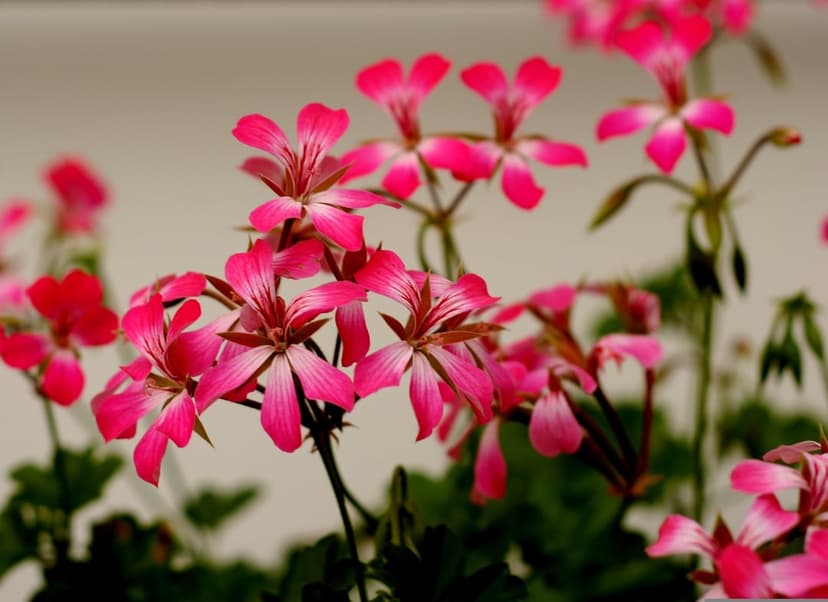 Pink geranium petals with delicate veins and soft-focus edges captured in a bright, romantic close-up view.