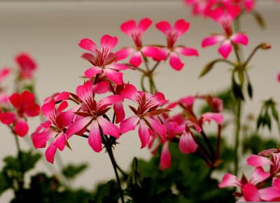 Dreamy Pink Geranium Bloom Tablet Wallpaper Background