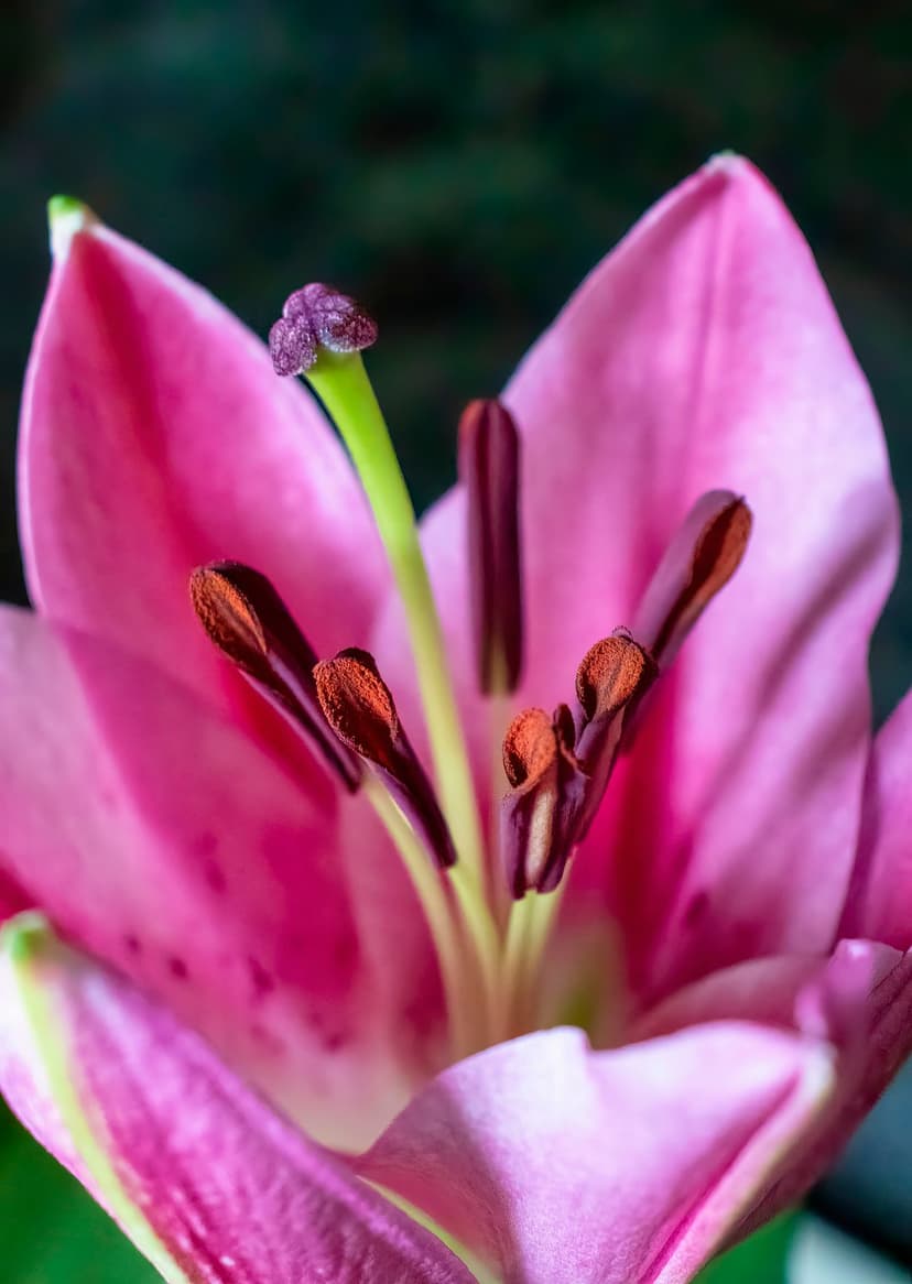 Pink lily stamen with purple pollen-dusted anthers surrounded by soft petals in a shallow depth macro view.
