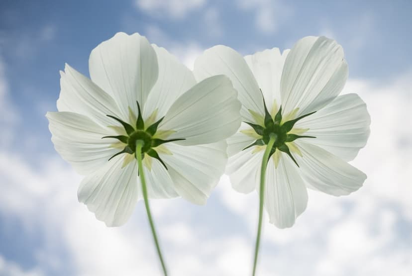 White cosmos flowers with translucent petals silhouetted against a blue sky with soft white clouds and green stems.