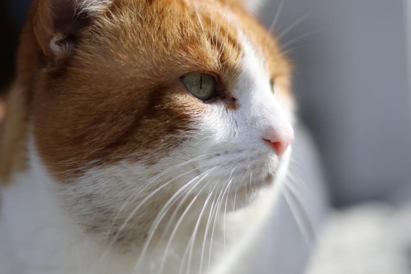 Ginger and white cat profile features a sharp green eye and sunlit whiskers against a soft-focus background.