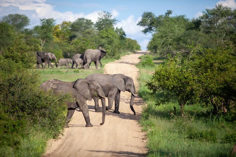 Elephant herd with calves walking across a dirt road surrounded by green savanna trees under a blue cloudy sky.