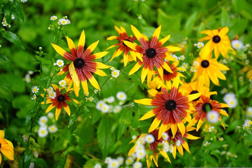Yellow and red Black-Eyed Susan flowers with dark centers and dew drops on petals in a green garden setting.