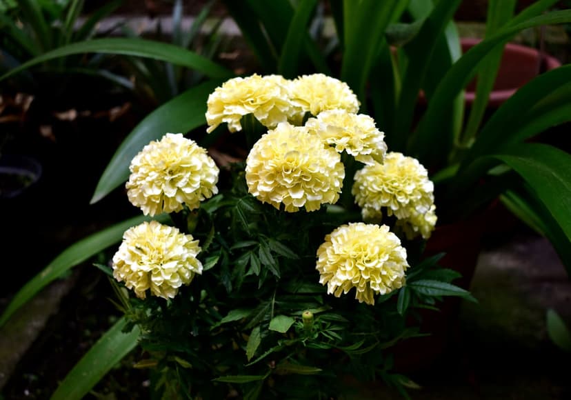 Yellow marigold flowers with ruffled petals bloom among dark green leaves in soft, natural garden light.