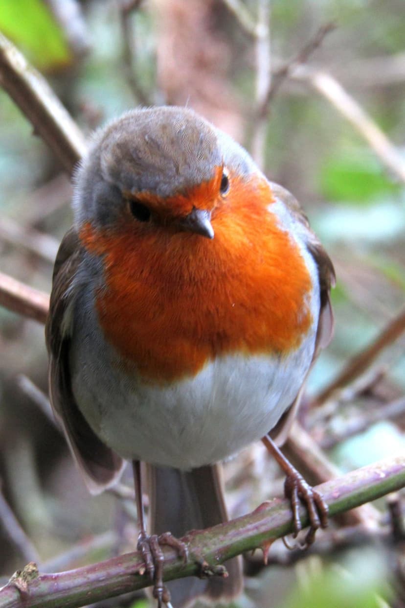 European Robin with an orange breast perched on a thorny twig against a soft green and brown blurred forest.
