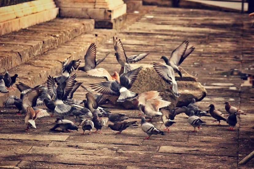 Pigeons peck at a stone pavement with wings spread near steps in a bustling outdoor public square setting.