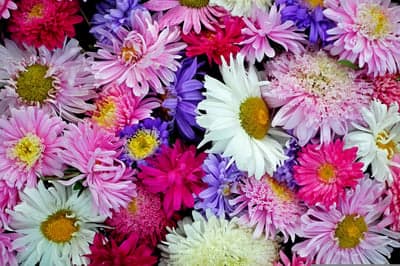 Colorful Aster Flowers Arrangement