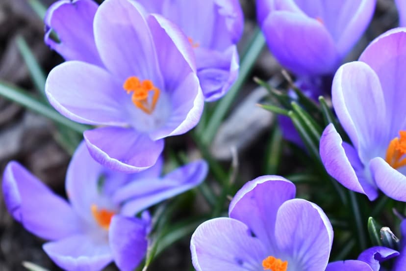 Purple crocus flowers with bright orange stamens bloom in a close-up shot against a blurred green background.