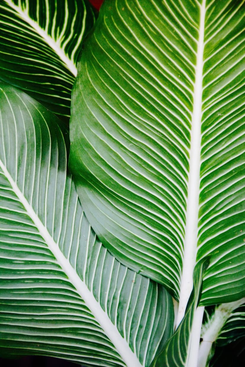 Dieffenbachia leaves with bold white veins and deep green variegation overlap in a close-up botanical macro shot.