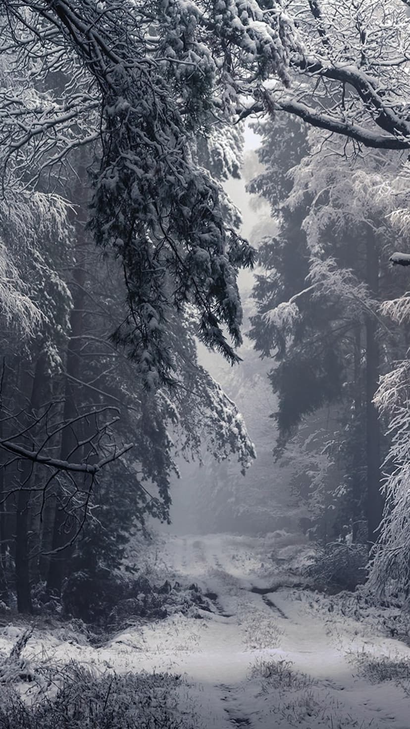 Snow-covered path winds through dense evergreen trees heavily laden with frost under a soft, diffused sky.