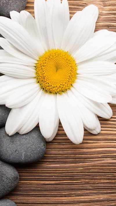 Purity and Peace - Daisy & Zen Stones