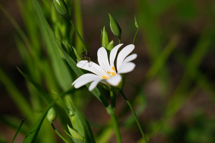 Tiny dark insect perched on a white flower petal with yellow stamens and a blurred green garden background.
