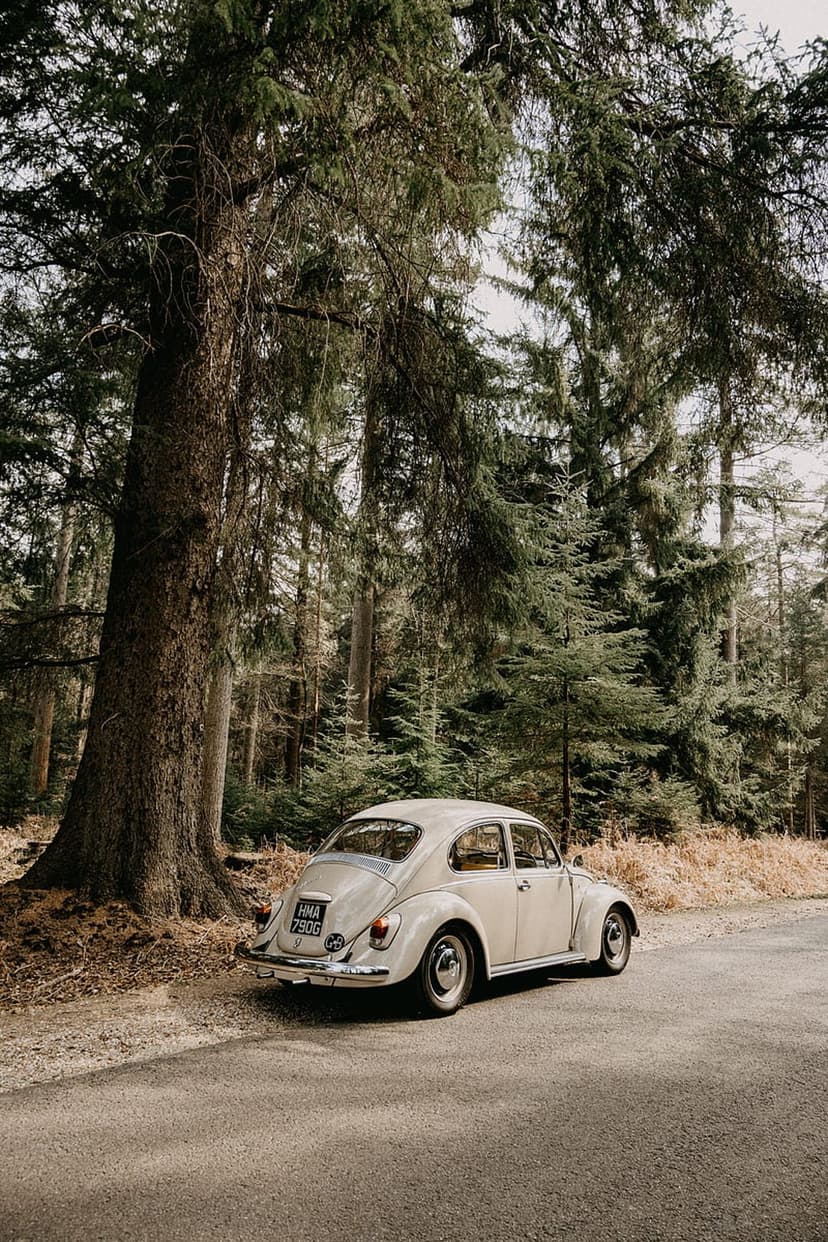 Cream-colored vintage Volkswagen Beetle parked on a dirt path surrounded by tall pine trees in a sunlit forest.