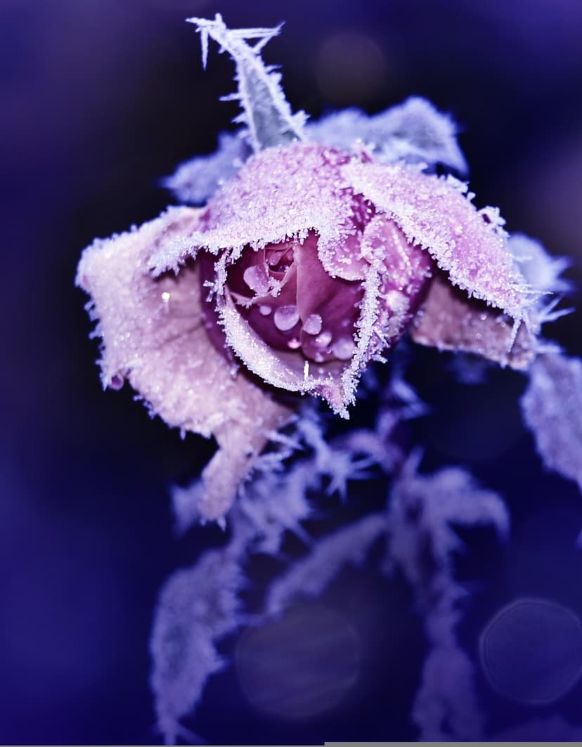 Rosebud with frosted edges and ice crystals against a dark purple bokeh background in a macro photograph view.