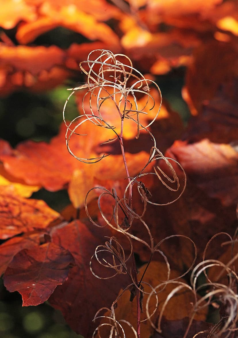 Dried curled seed pods stand out against a blurred background of vibrant red and orange autumn foliage in macro.