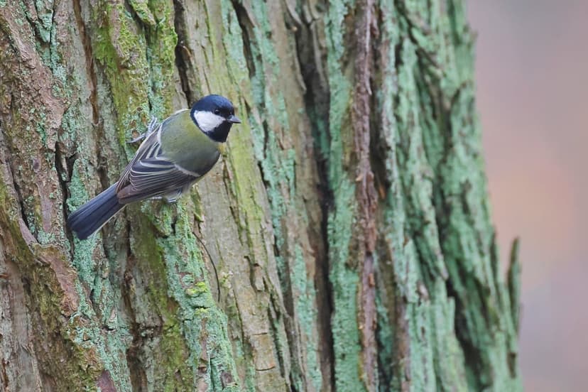 Great Tit bird with a yellow chest and black head perches on a mossy tree trunk with a blurred forest background.