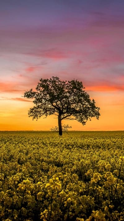 Solitary Sentinel in a Golden Field